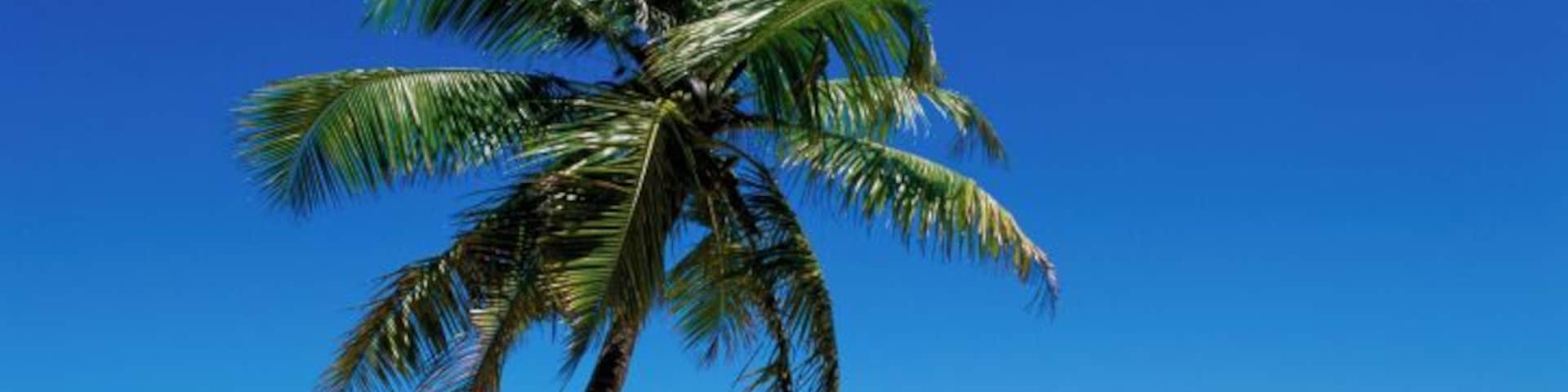 Palm tree on the beach, La Digue Island, Seychelles