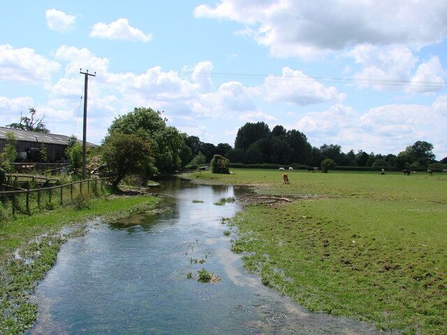 Juvenile Thames at Mill Farm