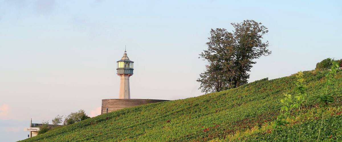 A vineyard on a hillside with a tower in the background.