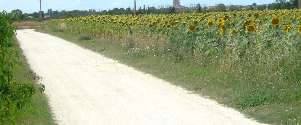 A rural road flanked by sunflowers and a distant church.