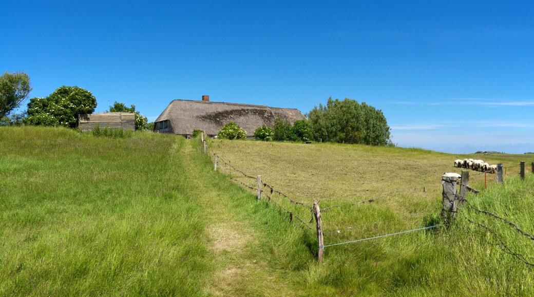 ฮัลลิกลังเกอนิซ