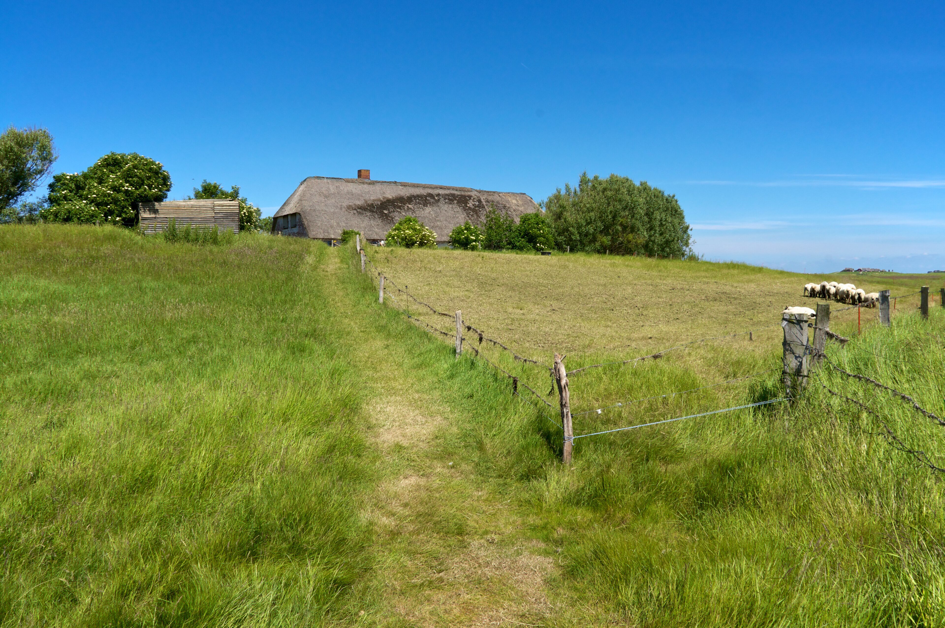 A grassy field with a thatched-roof barn, a fenced path, and a herd of sheep in the distance.