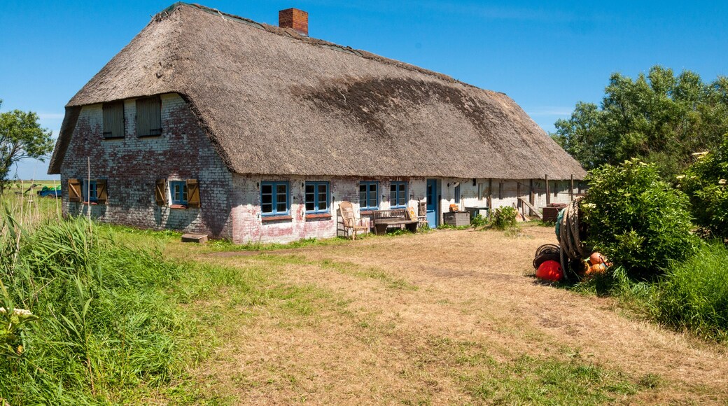 ฮัลลิกลังเกอนิซ