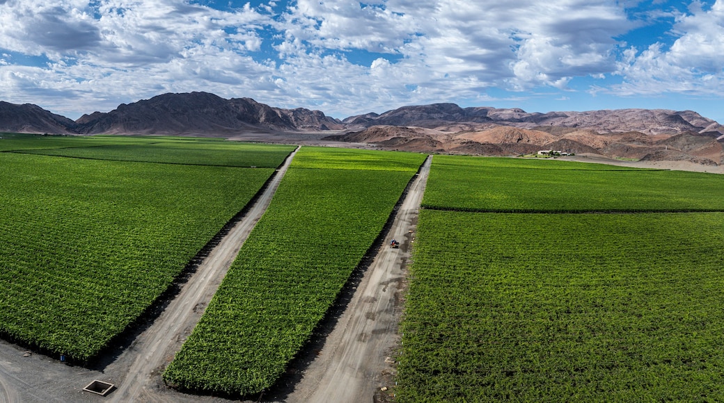 Un camp agrícola extens amb un camí de terra, cultius verds i muntanyes llunyanes sota un cel amb alguns núvols.