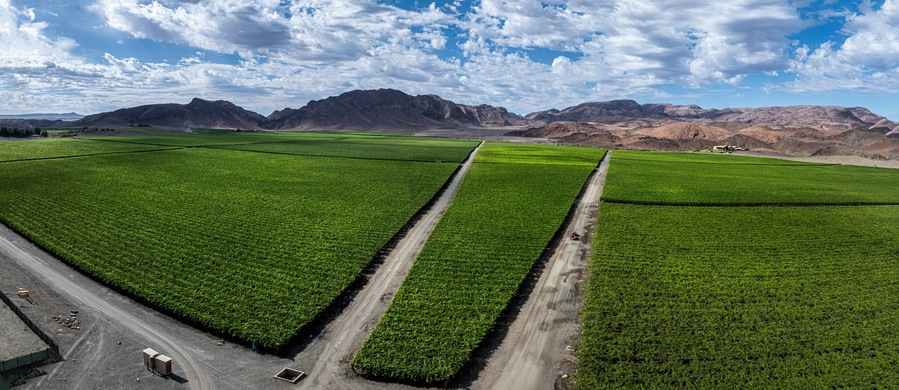 A vast agricultural field with a dirt road, green crops, and distant mountains under a partly cloudy sky.