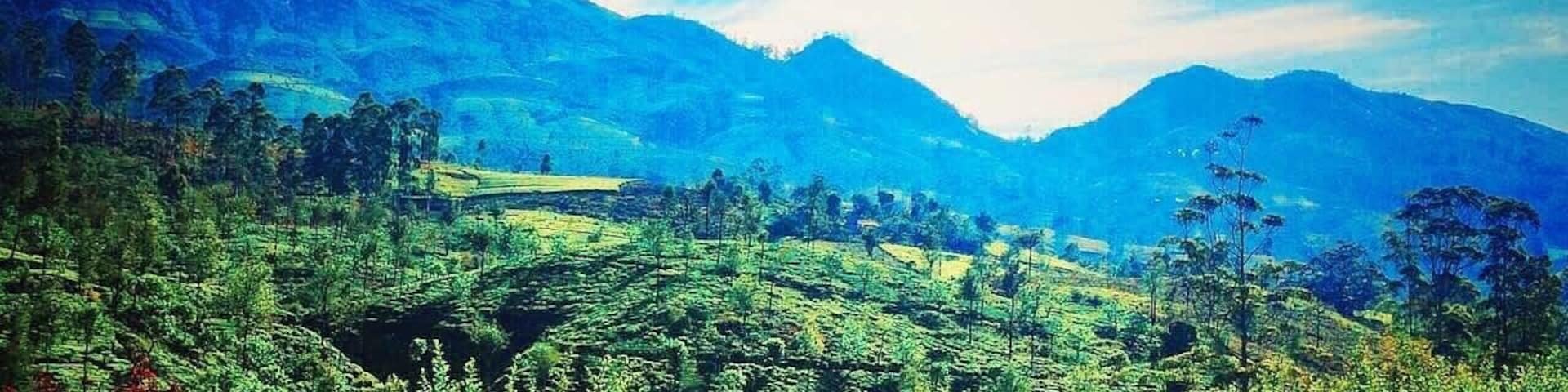 The breakfast view from #TeaTrails... Sri Lanka, a must see! Thanks for a wonderful stay...