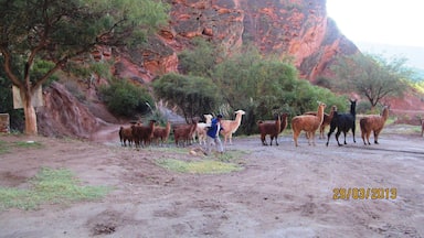 A group of llamas and alpacas on a dirt road with red rock cliffs in the background.