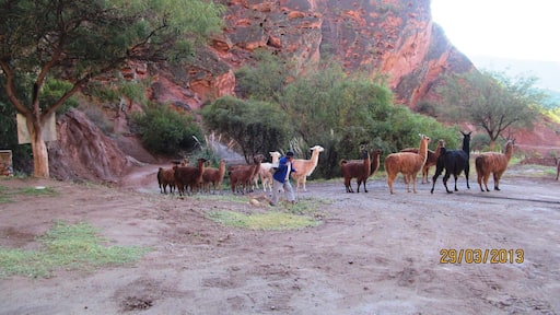 This is a very humble camping with baths with hot spring. What is wonderful is the whole place surrounded by the incredible stone hill, and its colours. You can see local people and llamas, passing by.