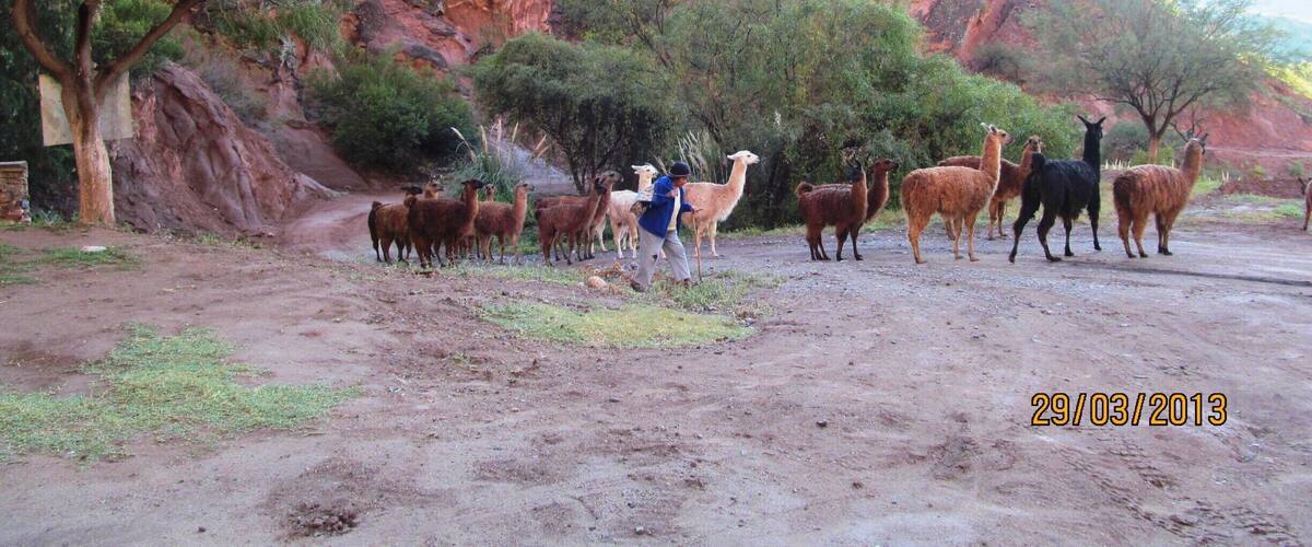 A group of llamas and alpacas on a dirt road with red rock cliffs in the background.