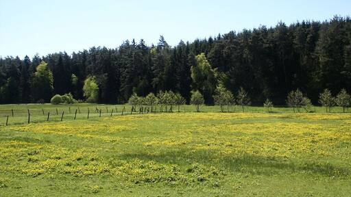 Wet Meadow with Caltha palustris in the Valley of the Wetschaft near Ernsthausen, Germany