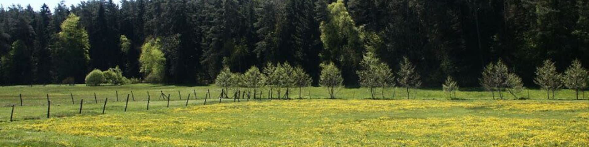 Wet Meadow with Caltha palustris in the Valley of the Wetschaft near Ernsthausen, Germany