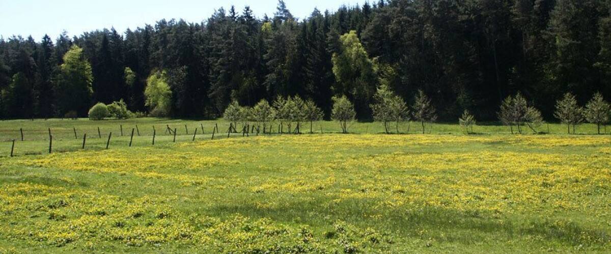 A field with yellow flowers, a fence, and a forest in the background.