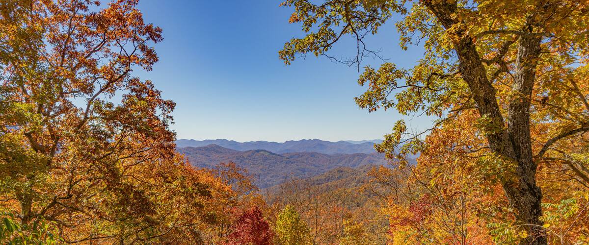 A forest with autumn foliage and distant mountains.