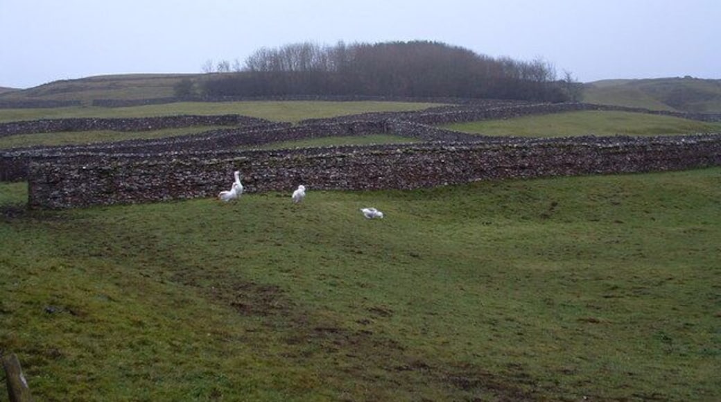 Fields at Low Thornton Rust Moor The small medieval village fields with geese and grazing for horses and donkeys merge as the elevation rises into more open fell, predominantly used for sheep. The land rises gently before the sudden rise to the heights of Addlebrough, lying 2 kilometres SSW.