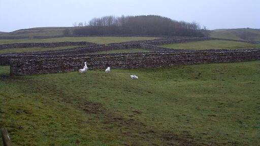 Fields at Low Thornton Rust Moor The small medieval village fields with geese and grazing for horses and donkeys merge as the elevation rises into more open fell, predominantly used for sheep. The land rises gently before the sudden rise to the heights of Addlebrough, lying 2 kilometres SSW.