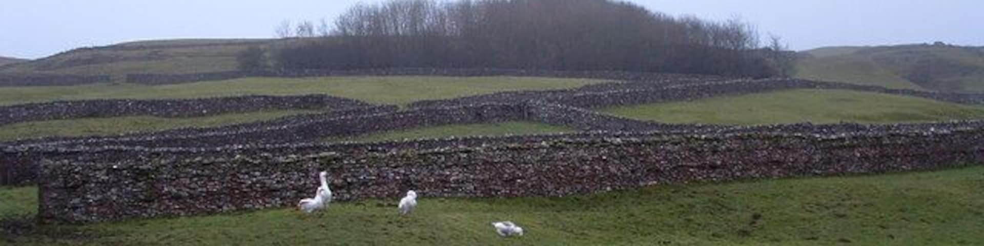 Fields at Low Thornton Rust Moor The small medieval village fields with geese and grazing for horses and donkeys merge as the elevation rises into more open fell, predominantly used for sheep. The land rises gently before the sudden rise to the heights of Addlebrough, lying 2 kilometres SSW.