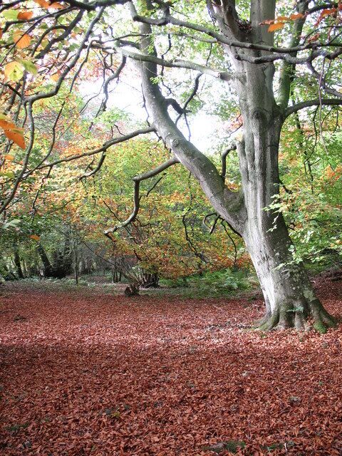 Beechwood by the Ure Attractive woodland with beech and hazel on the north bank of the Ure near Redmire.