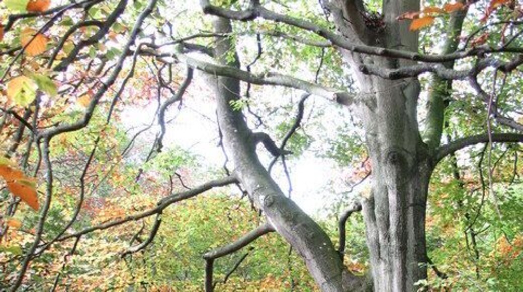 Beechwood by the Ure Attractive woodland with beech and hazel on the north bank of the Ure near Redmire.