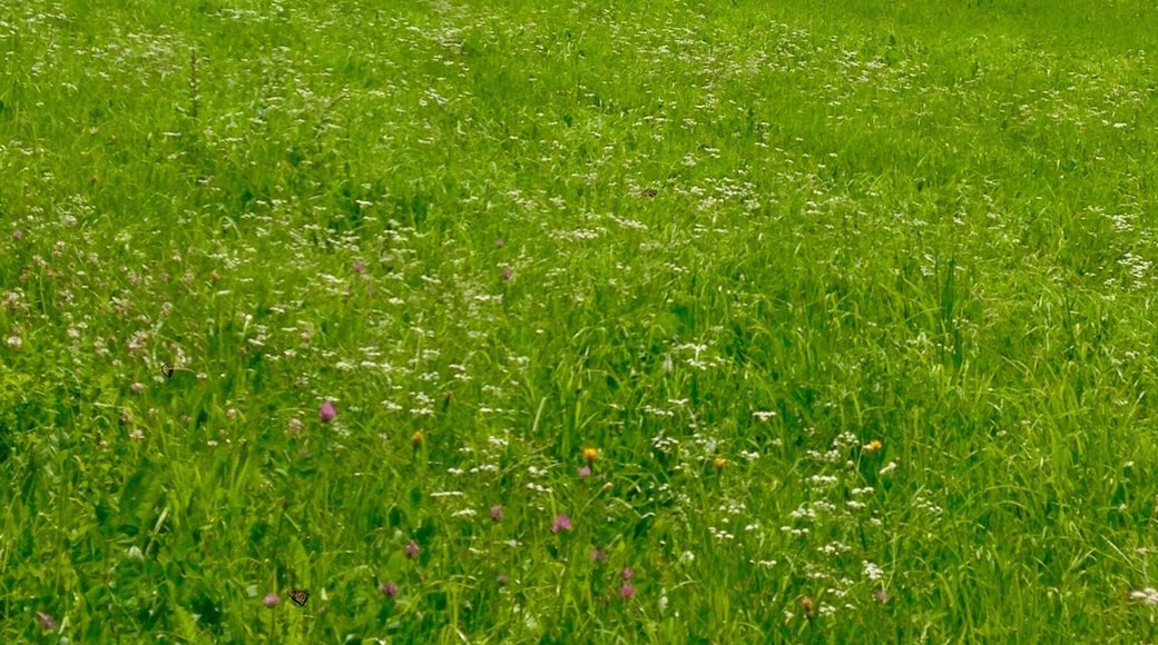 Beautiful and quiet place, with stunning views.