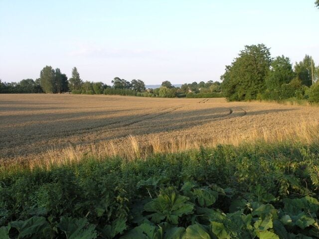 Fields ready for harvest, near Offham. A view over some fields near Offham, on a pleasant sunny evening.