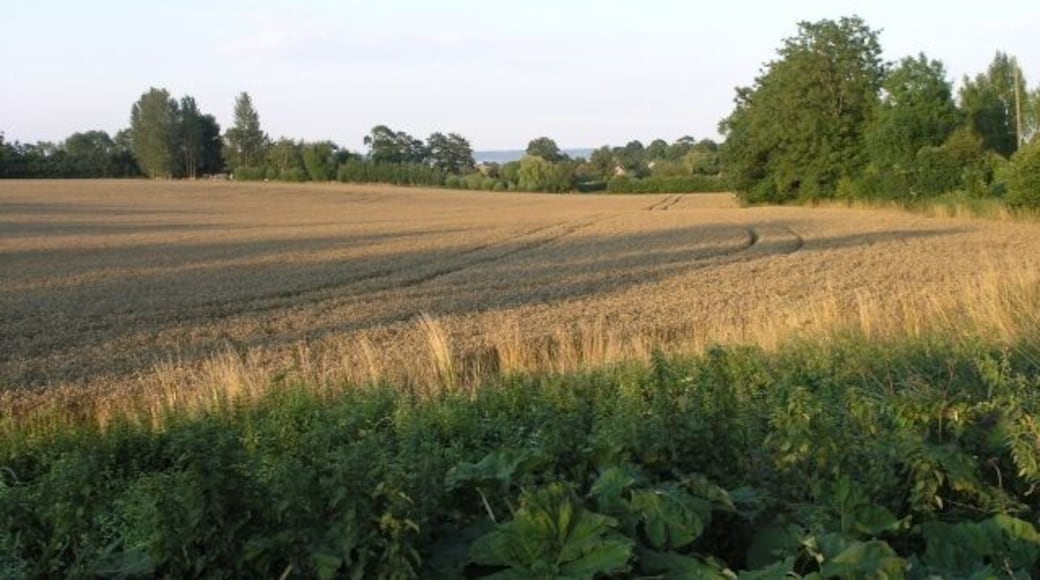 Fields ready for harvest, near Offham. A view over some fields near Offham, on a pleasant sunny evening.