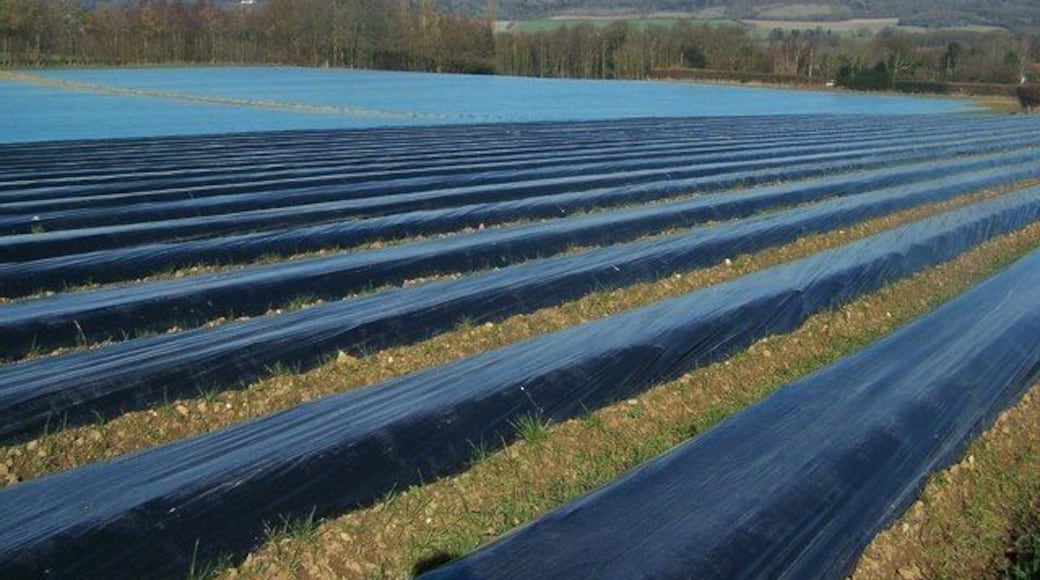 Plastic covered fields as seen from path no.MR178 from Seven Mile Lane to Teston Road. Plastic used by farmers to warm-up the land for planting in spring.