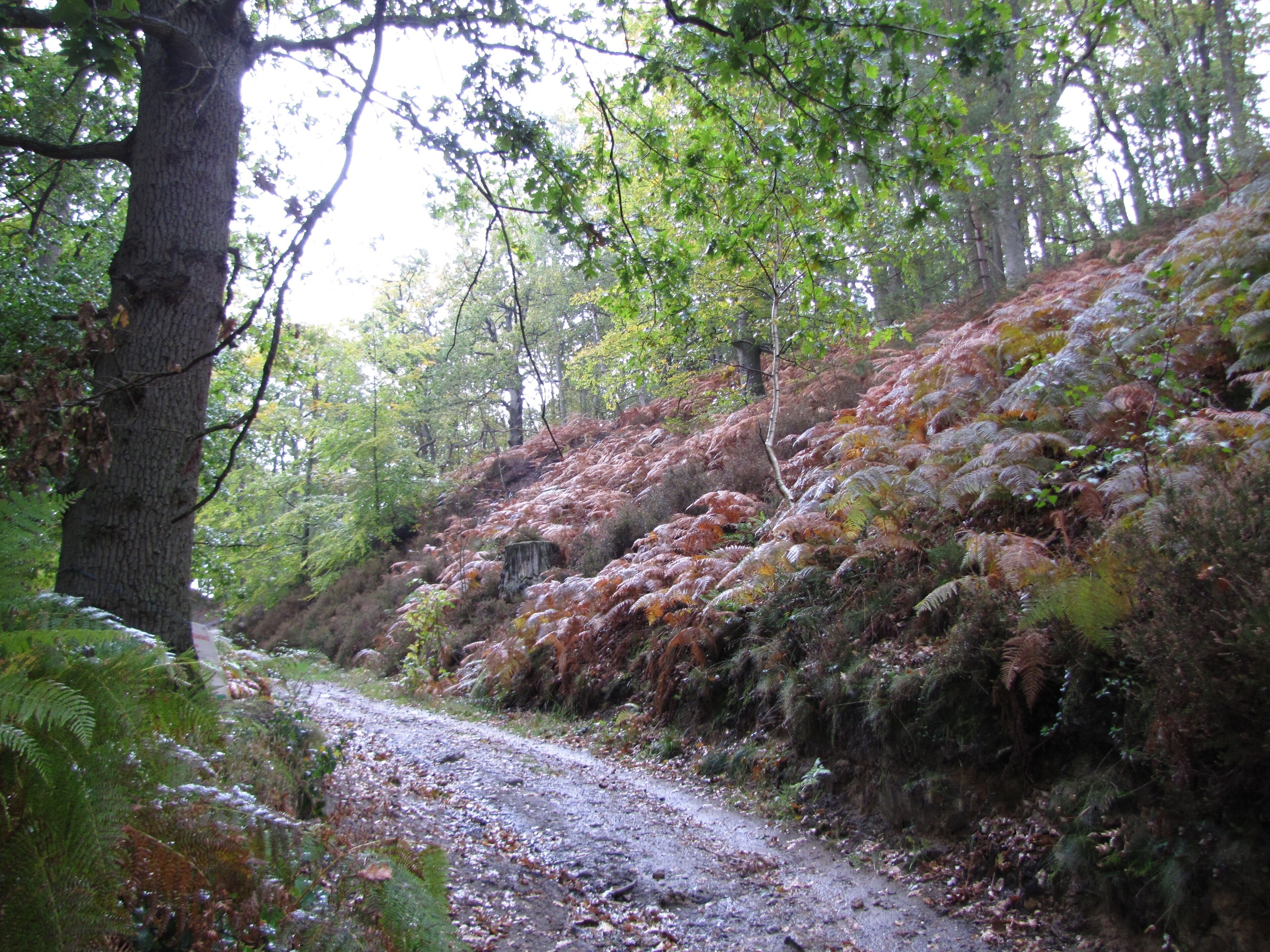A forested path with ferns and trees.
