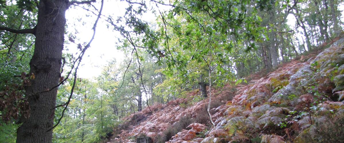 A forested path with ferns and trees.
