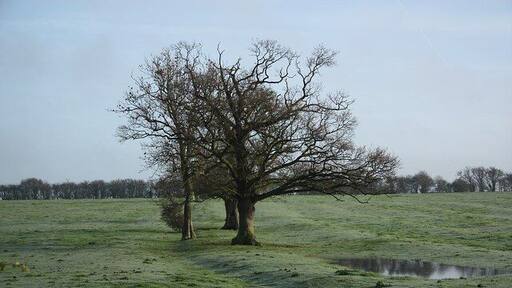 Ridge & furrow undulations in a field off Sykes Lane on a misty winter morning; near to Saxilby, Lincolnshire, Great Britain.