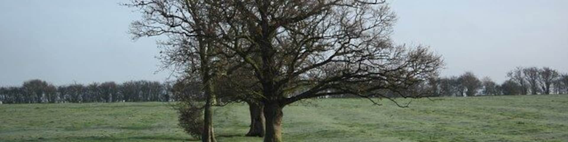 Ridge & furrow undulations in a field off Sykes Lane on a misty winter morning; near to Saxilby, Lincolnshire, Great Britain.
