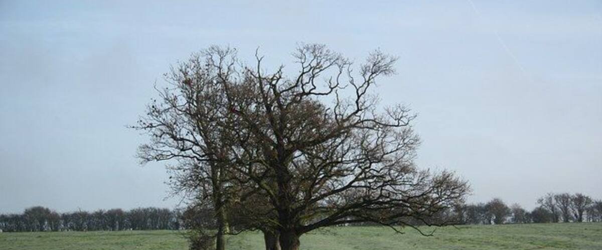 A leafless tree in a grassy field with a small pond.