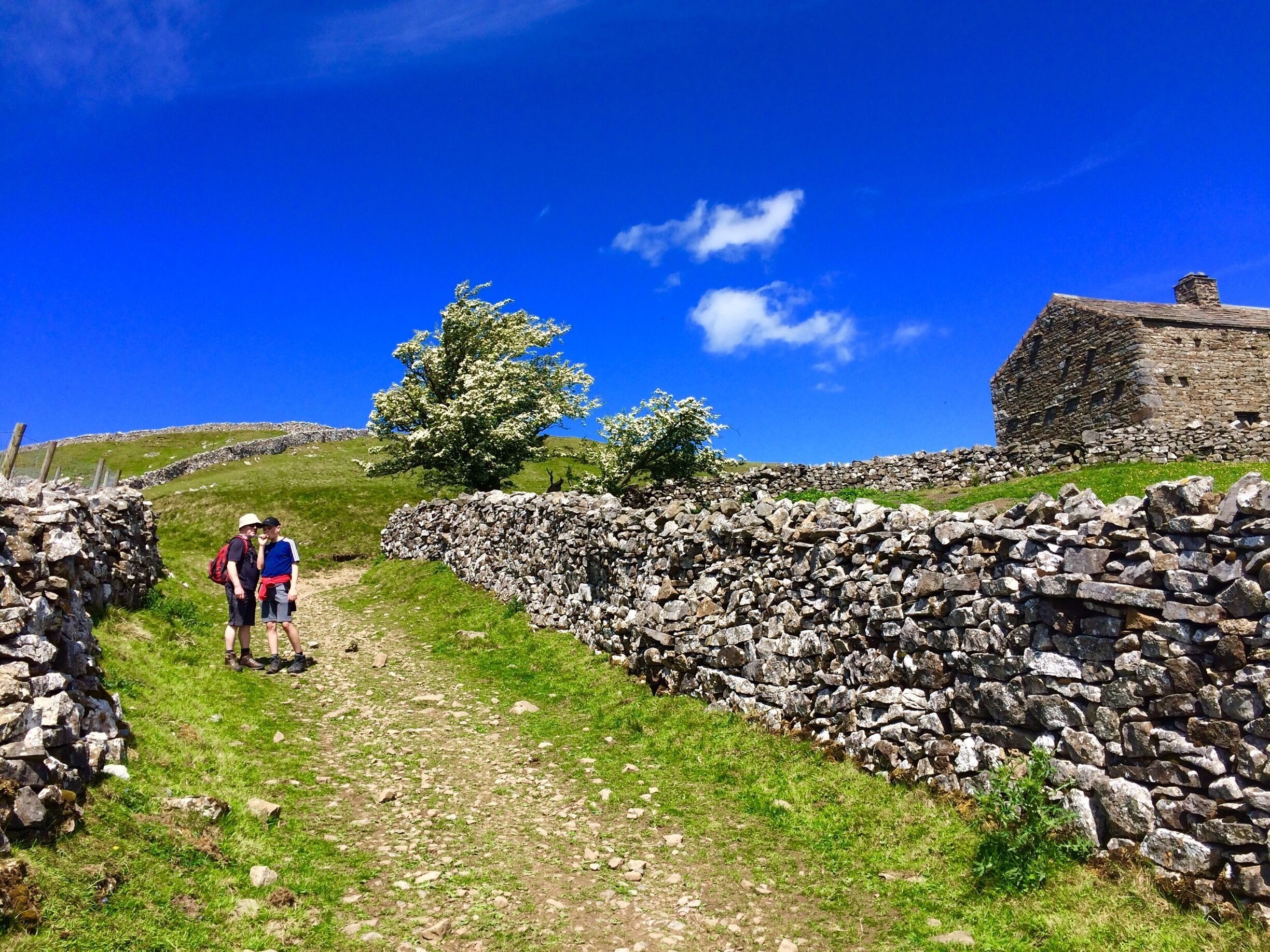 Above Muker, hawthorn still in bloom, end of May