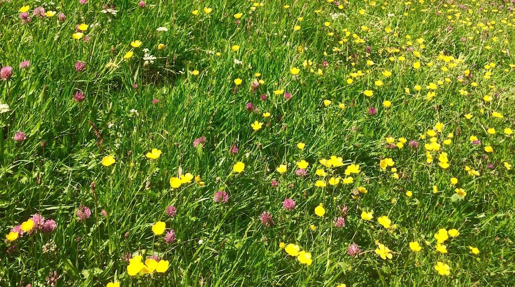 Caracol Mayan site in Belize. It's he largest known Mayan site, estimating over 120,000 population. There are hundreds of structures, but only about 20% of them have been excavated. It was never discovered by the Spanish, so it's really well preserved. Since this site has about 3 hours of dirt roads to get to it, it's virtually deserted. Was amazing to wander around and envision the metropolis it once was.