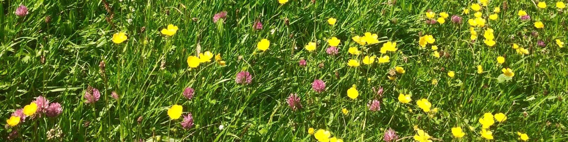 Caracol Mayan site in Belize. It's he largest known Mayan site, estimating over 120,000 population. There are hundreds of structures, but only about 20% of them have been excavated. It was never discovered by the Spanish, so it's really well preserved. Since this site has about 3 hours of dirt roads to get to it, it's virtually deserted. Was amazing to wander around and envision the metropolis it once was.