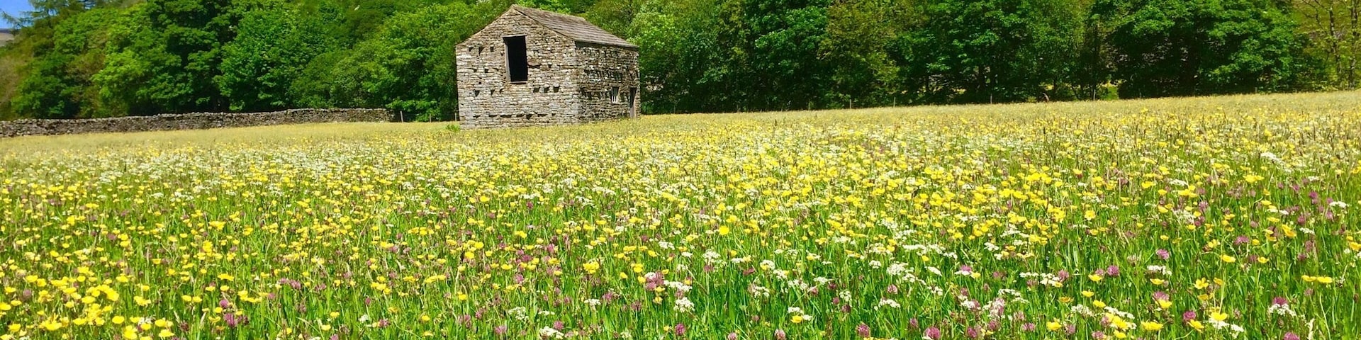 Hay fields full of wild flowers at the end of May in upper Swaledale.