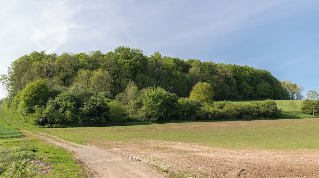 Naturschutzgebiet Silberbachtal mit Ziegenberg, Horn-Bad Meinberg, Kreis Lippe