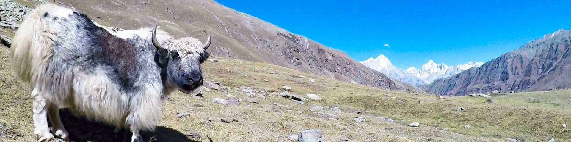 The Mighty Kinner Kailash and Wild Yak with look "Dafuq u looking at human ?"