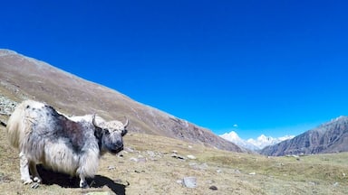The Mighty Kinner Kailash and Wild Yak with look "Dafuq u looking at human ?"