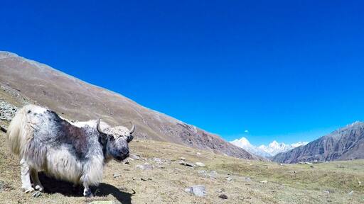 The Mighty Kinner Kailash and Wild Yak with look "Dafuq u looking at human ?"