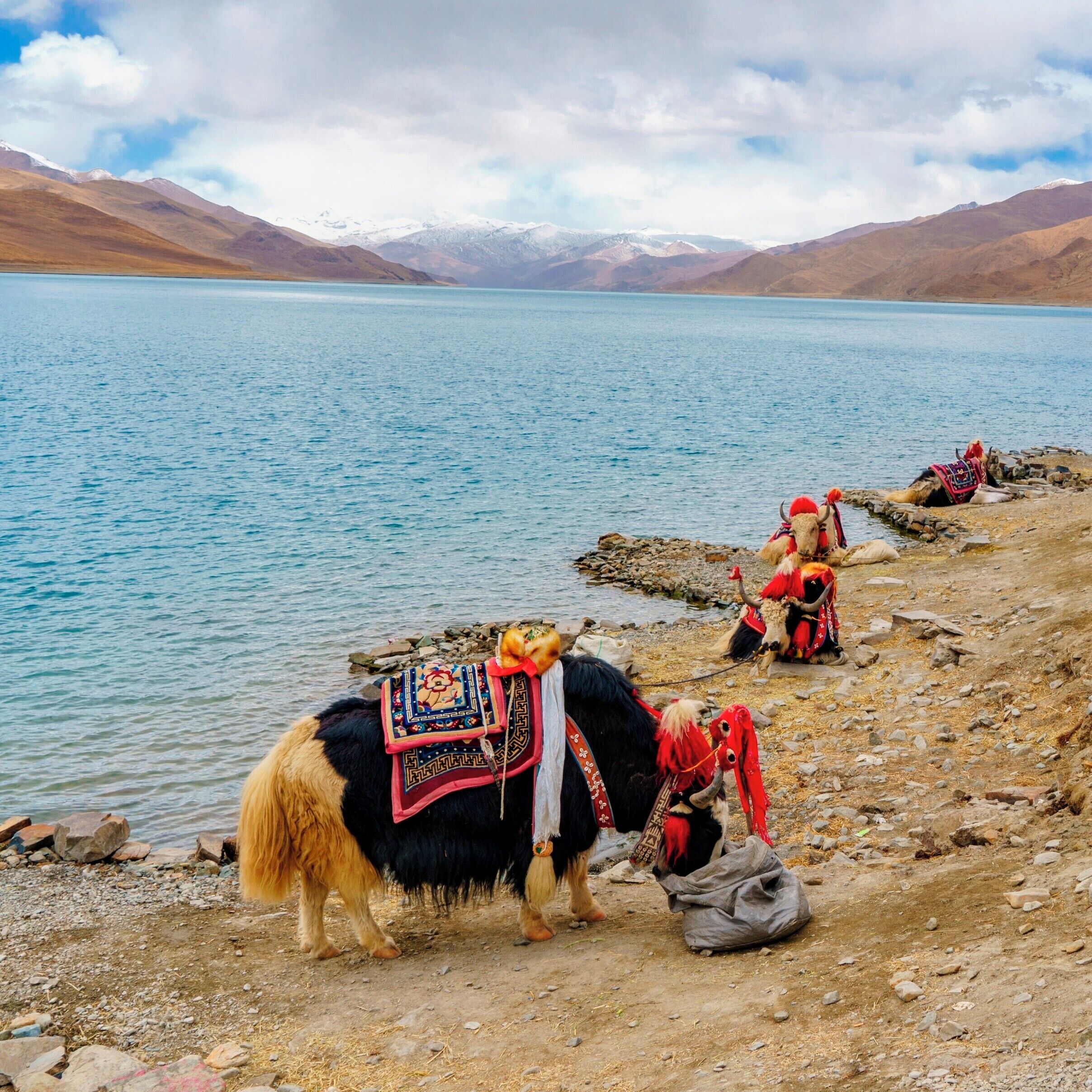A day at the beach Tibetan style. Yamdrok Lake is one of the scenic highlights in the amazing multi-day drive from Lhasa, the largest city in the region, down to Mt. Everest base camp near the Nepal border. Located at over 14,500ft altitude, this lake like so many places in Tibet is considered sacred. Driving along the shores of the lake it is not uncommon to see pilgrims making a holy pilgrimage circuit of the lake, a multi-day undertaking by foot. A much more common sight is that of locals who have brought their yaks down to the lake for a day of leisure along the sunny shore. 
#lifeatexpedia