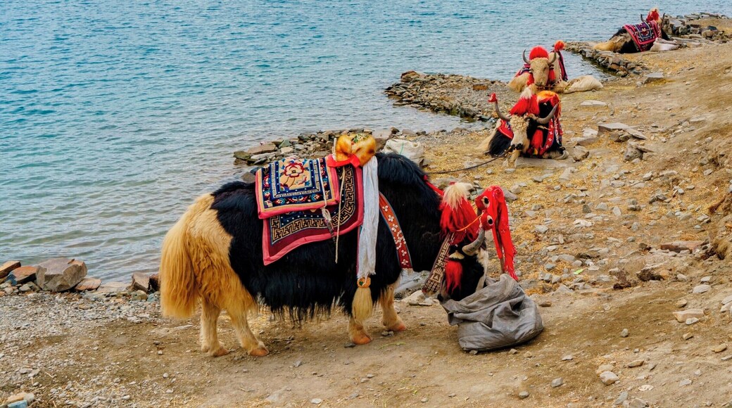 A day at the beach Tibetan style. Yamdrok Lake is one of the scenic highlights in the amazing multi-day drive from Lhasa, the largest city in the region, down to Mt. Everest base camp near the Nepal border. Located at over 14,500ft altitude, this lake like so many places in Tibet is considered sacred. Driving along the shores of the lake it is not uncommon to see pilgrims making a holy pilgrimage circuit of the lake, a multi-day undertaking by foot. A much more common sight is that of locals who have brought their yaks down to the lake for a day of leisure along the sunny shore.
#lifeatexpedia