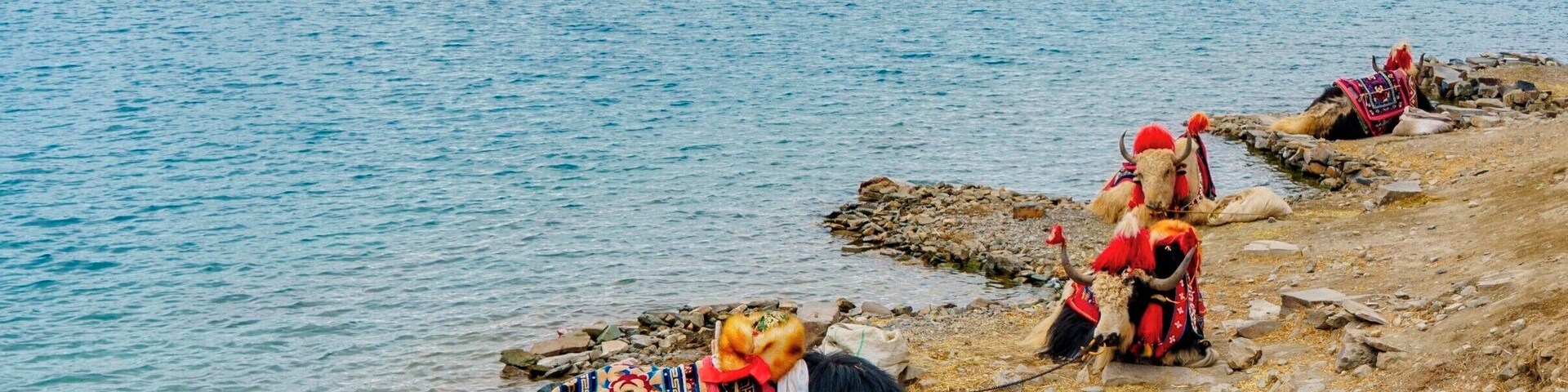 A lake with mountains in the background and a yak with a colorful blanket near the shore.
