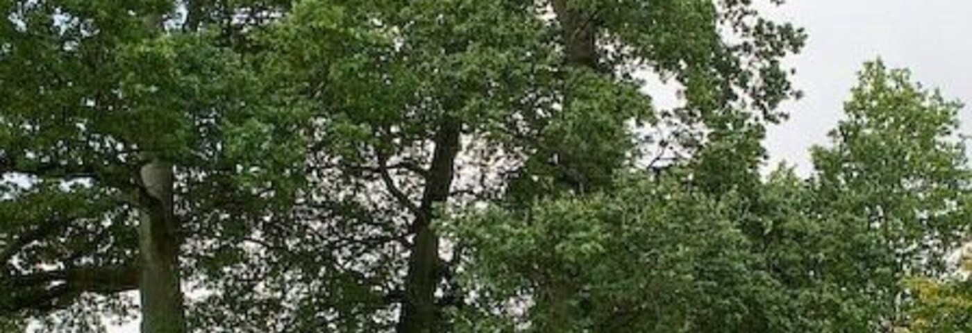 Un sendero de grava serpentea por un área cubierta de hierba alta y árboles.