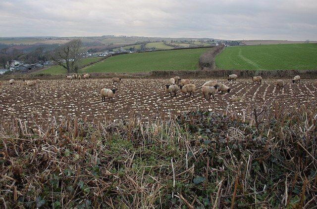 Sheep at Joy Cross. Sheep feed on beet in the field within the angle of the two lanes shown in 1757816. Goodleigh is in the distance.