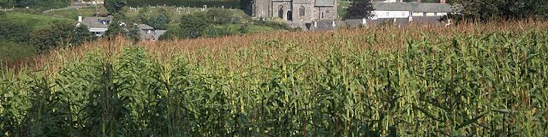Landkey: St Pauls church, Landkey Town Seen from a point near Venn Lane End crossroads, by a maize field. The church's small south transept next to the porch is a chapel of the Acland family. Landkey is thought to be a corruption of Llan and Cei, or the church of the Celtic saint St Kea, probably the original, rare, pre-Saxon dedication