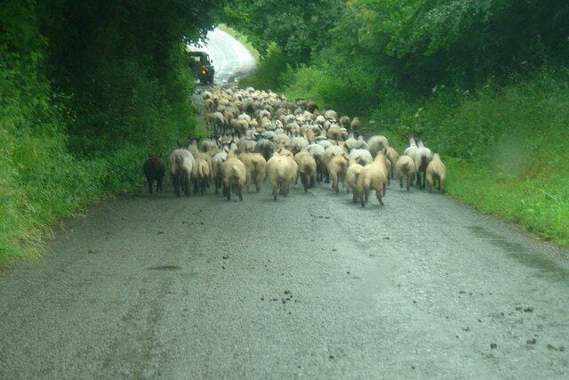 Moving sheep near Woodtown