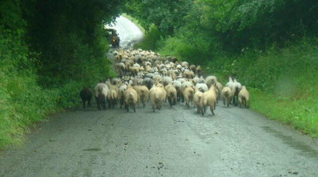 Moving sheep near Woodtown