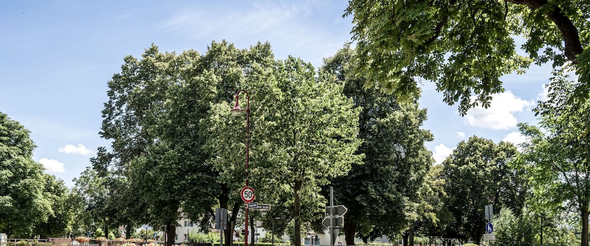 A tree-lined street with a speed limit sign, a pedestrian crossing, and a roundabout.