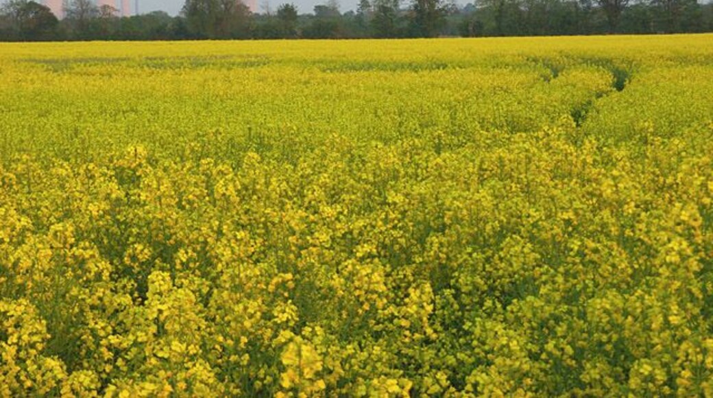 Farmland, Marcham Extensive fields of oil-seed rape leading towards the River Ock. Didcot Power Station has taken on a pinkish hue in the evening light.