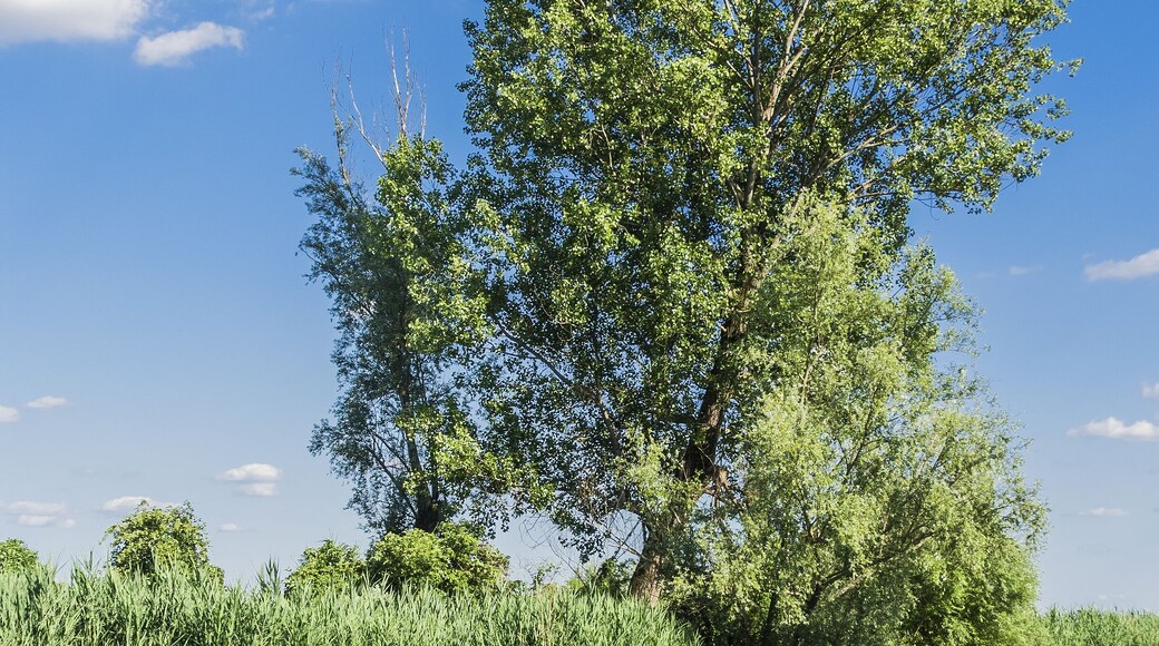Rivalta, Rodigo (Mantova) - River Mincio with Trees